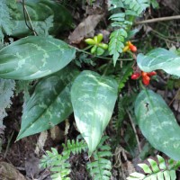 <i>Aglaonema commutatum</i>  Schott